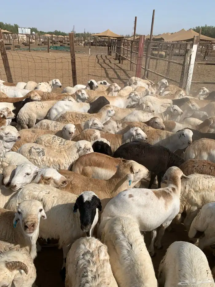 طليان رفيدي من 750 مربى فل 0