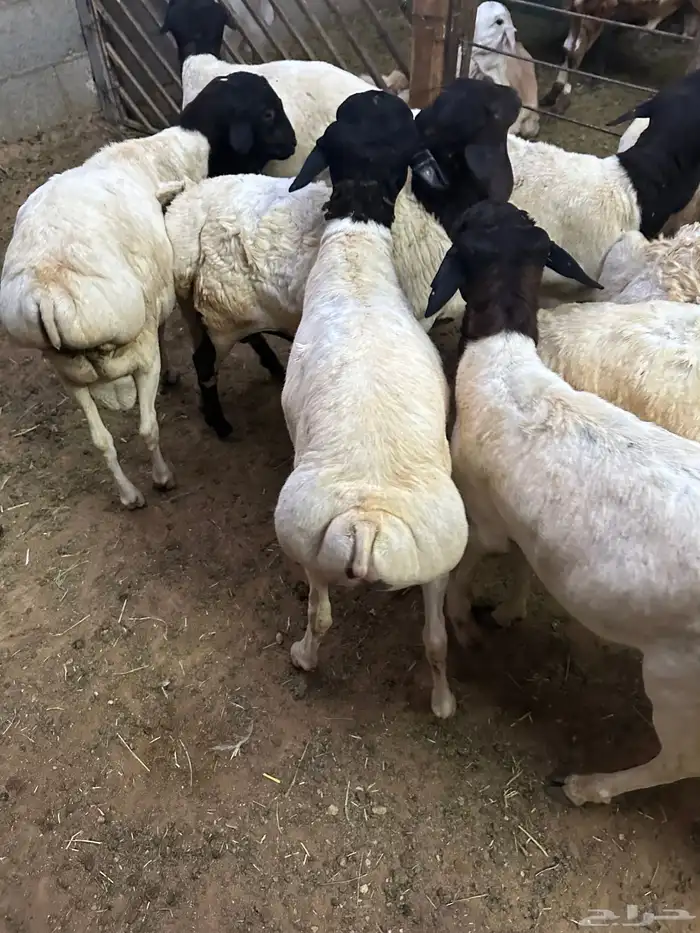 تيوس وبرابر مرابي 15