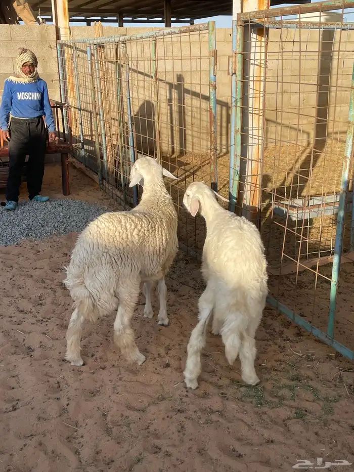 طليان للبيع 5