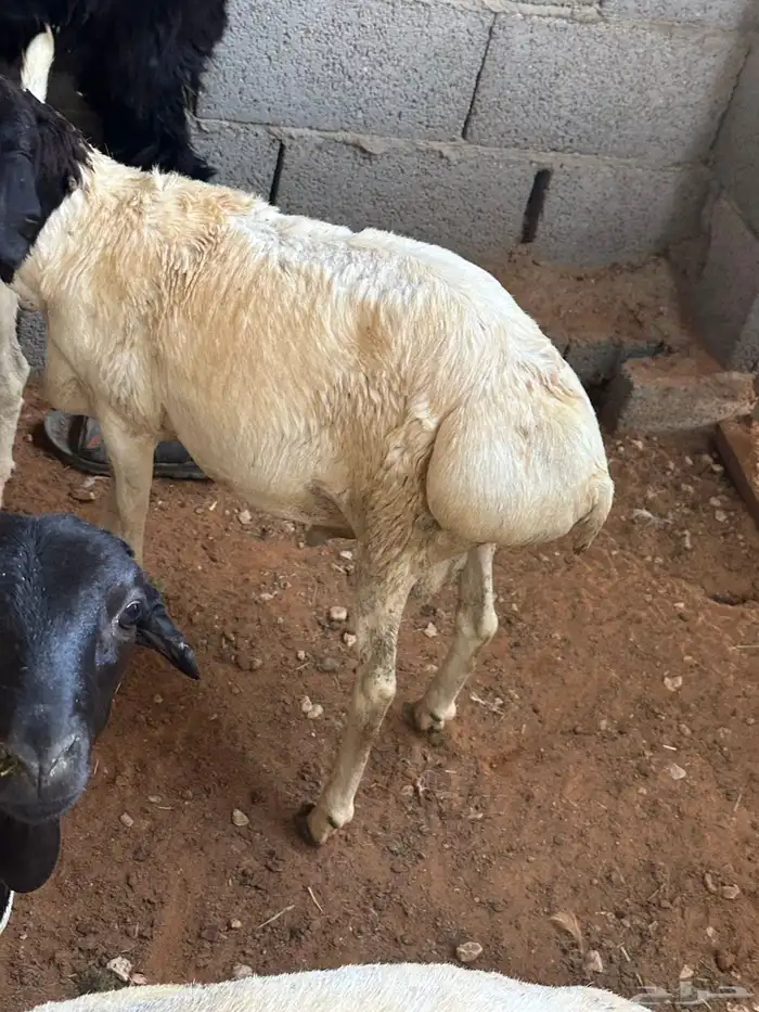 برابر جذعان طرف لحم وشحم 2