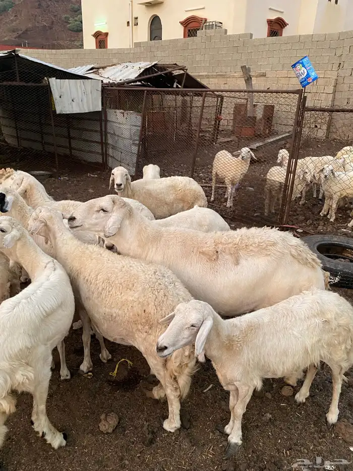 محايل عسير خروف فحل 4