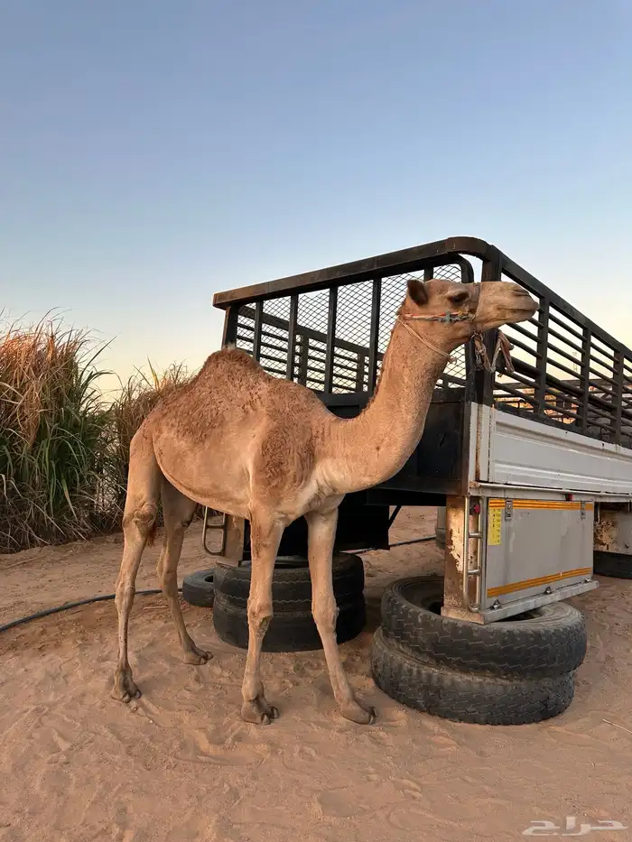 قعود حر طابع شرط اصيل صافي فيه 9 من الحرار سنه حق 3