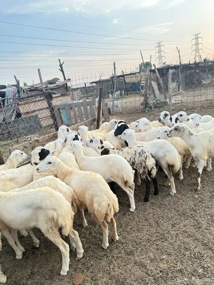 رخيل رفيدية 1