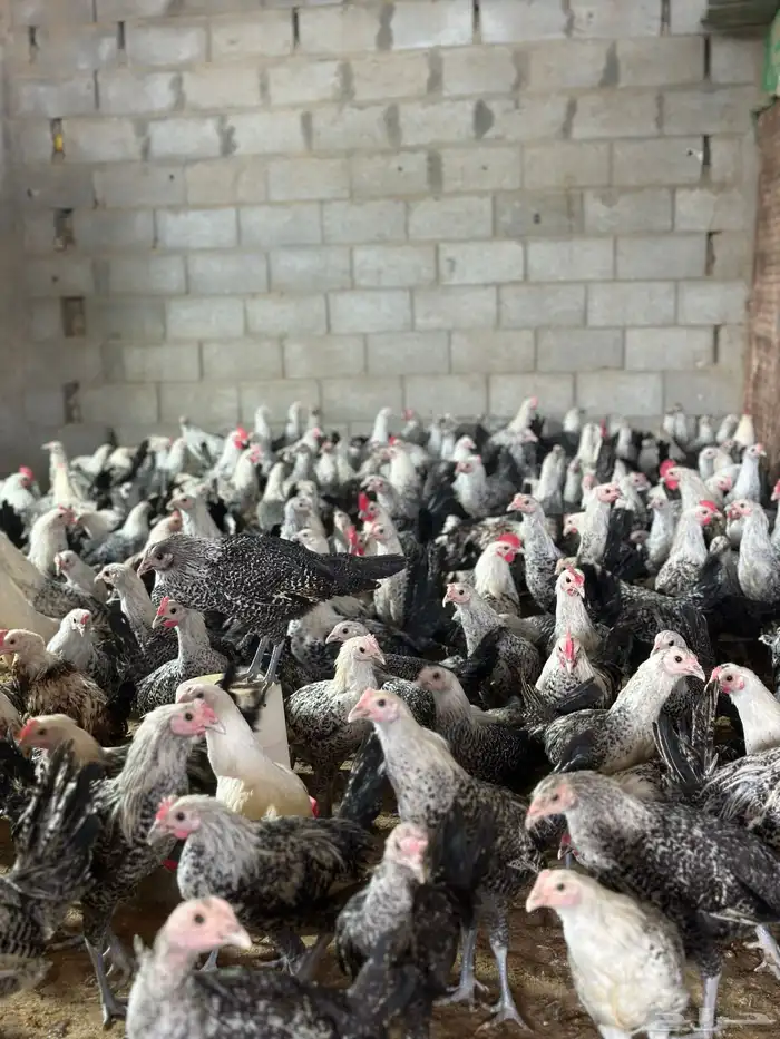 مشروع للبيع دجاج فيومي  دجاج براهما 0