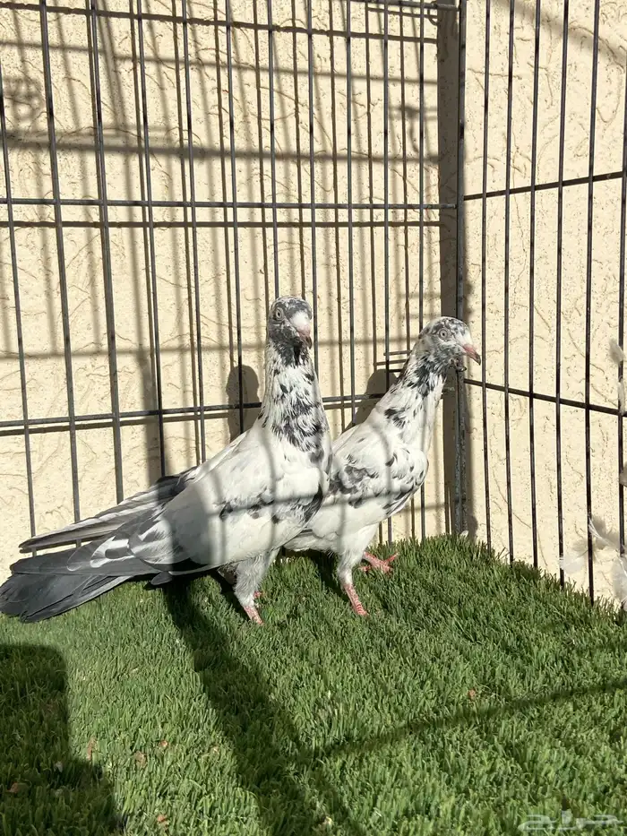 سهران بوري لون مميز 2