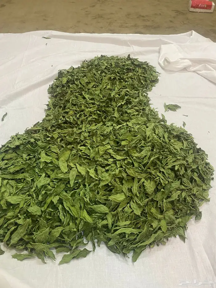 للبيع حناء المدينة المنورة ينبع النخل و سدر و ملوخيه 2