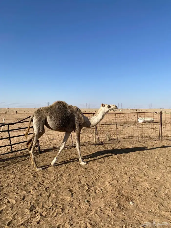 بكره طيبه حقه 0