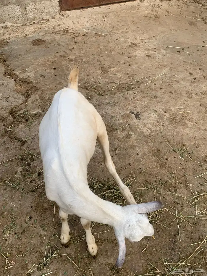 تيس بلدي للبيع وفرير بلدي للبيع 2
