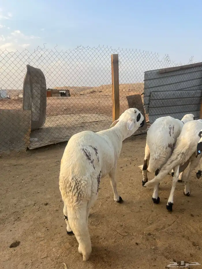 سواكن مرابي شعير وبرسيم فقط شبيه الحري 3
