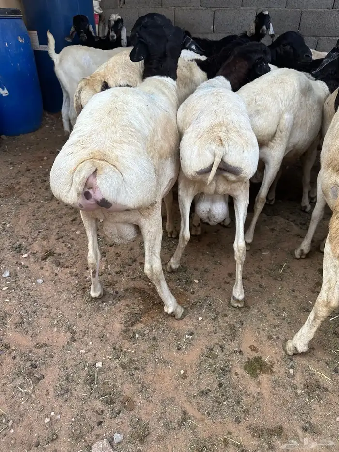 برابر جذعان طرف لحم وشحم 14