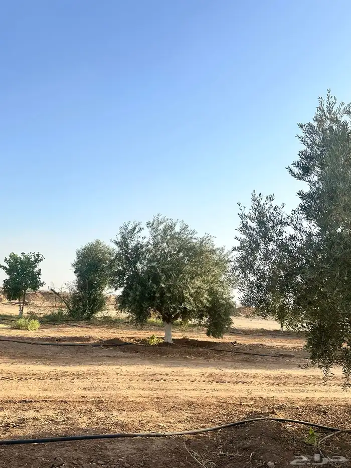 للبيع اشجار زيتون وحمضيات مثمر 1