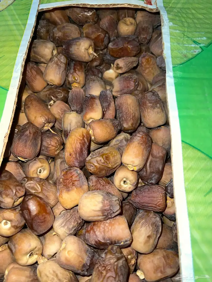 متوفر انتاج تمور جديدة الف كرتون موز 2