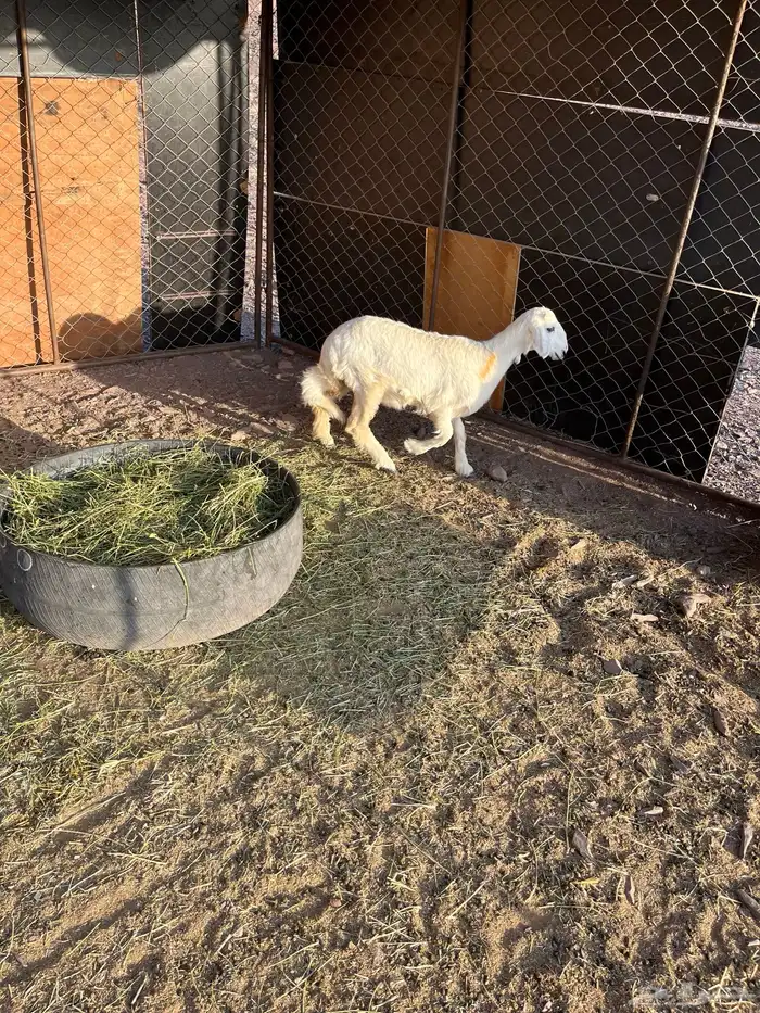 رخل للبيع تم البيع 1