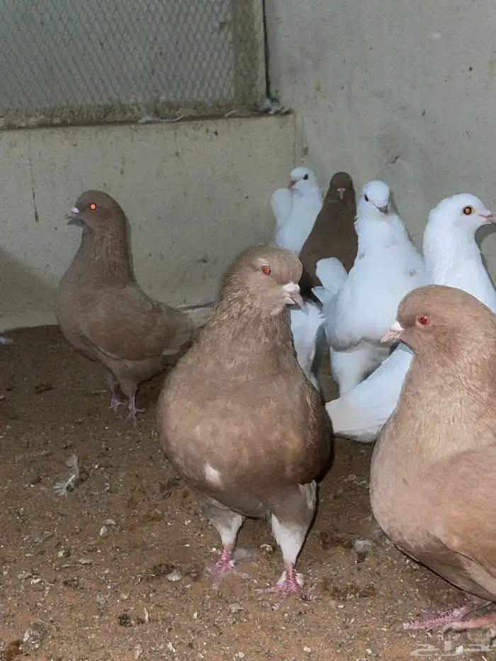 حمام كنق وطقم دجاج رومي 6