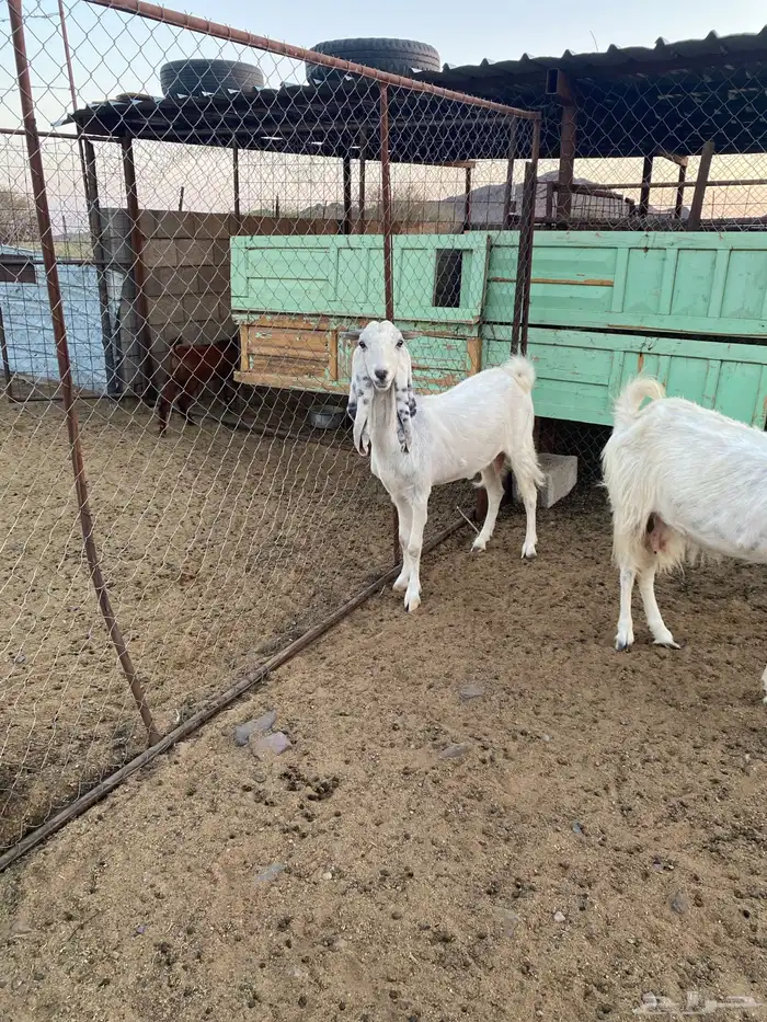 معزا طيبه 1