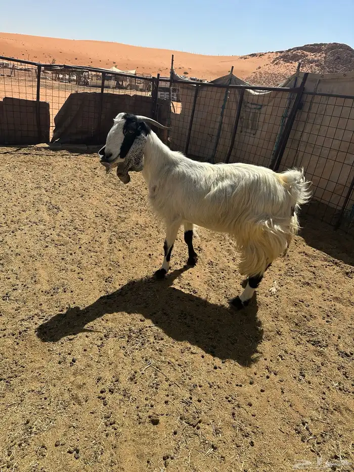 عنز مشروكه طيبه حليب ودافع 0