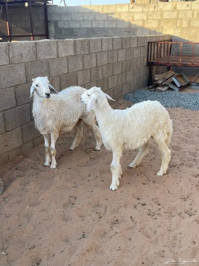طليان للبيع 6