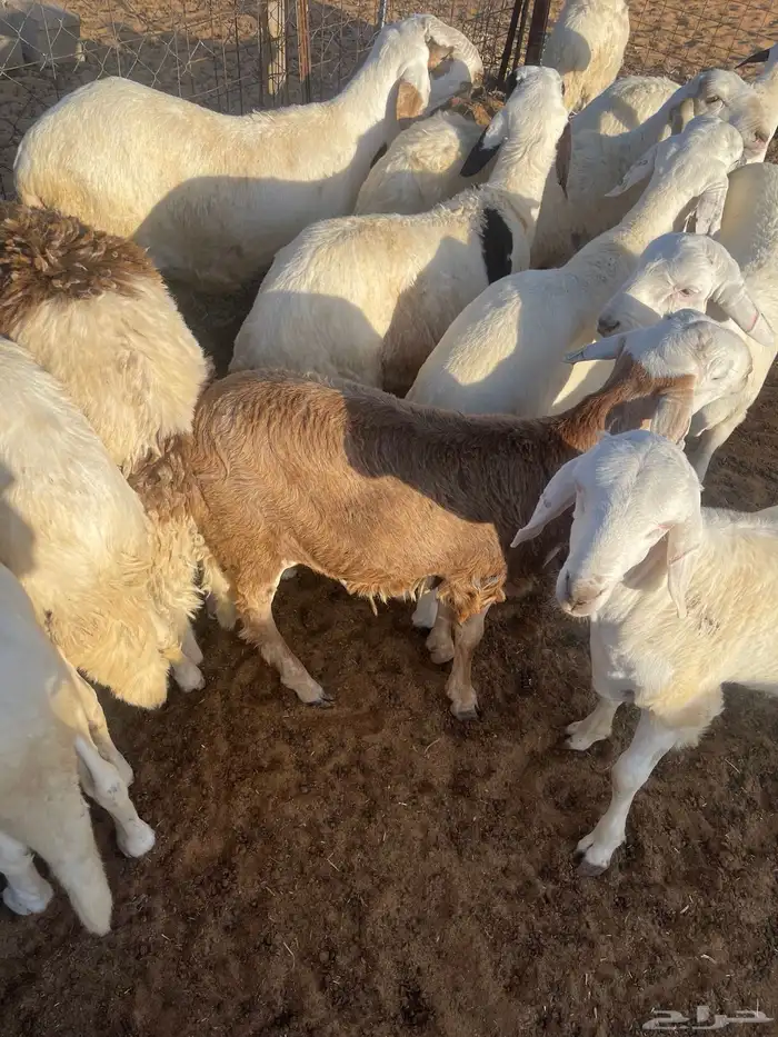 بهم سواكن 1