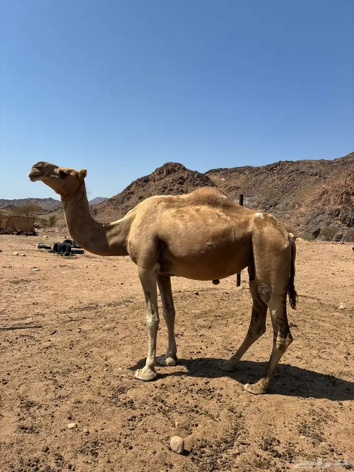 ناقة حمرا 0