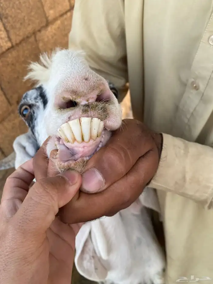 معزا طيبه 4