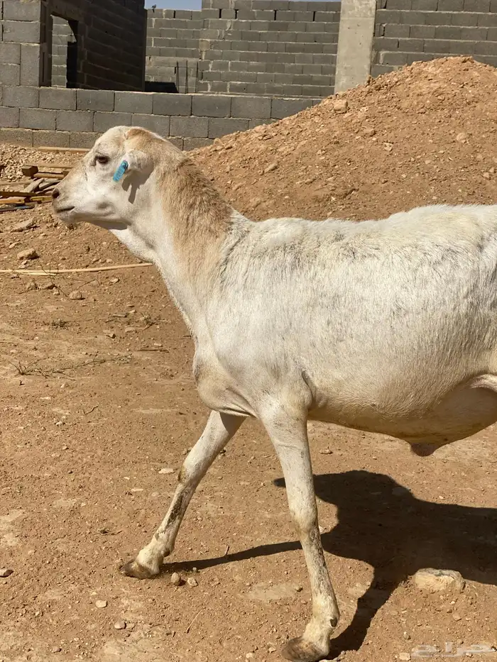 رفيدي فل الفل 1