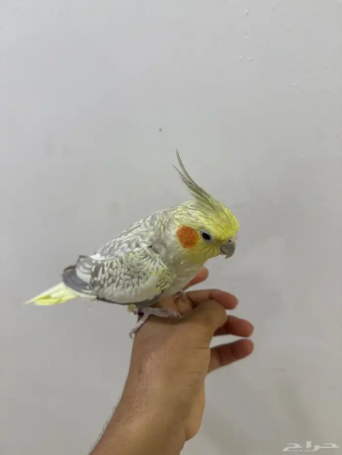 للبيع طير كروان 1