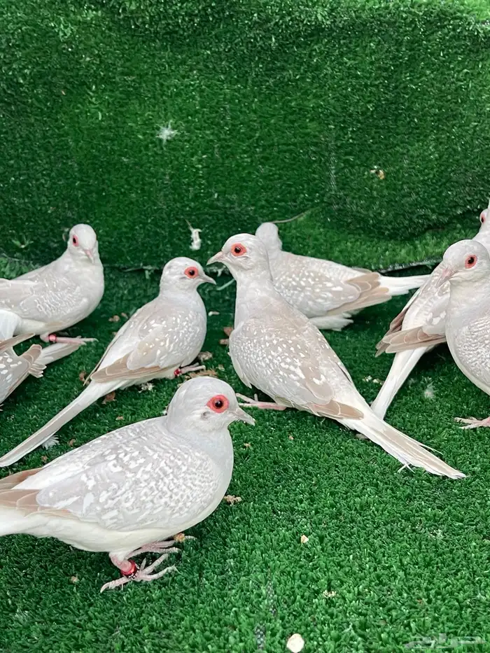 الماسي فواتح 1