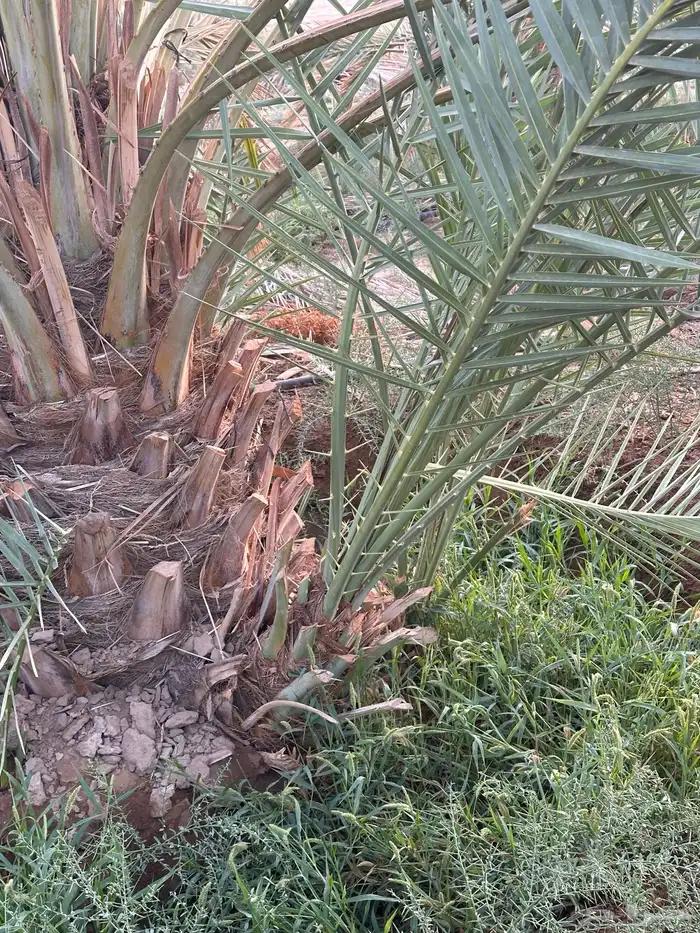 نخل سري للبيع 2
