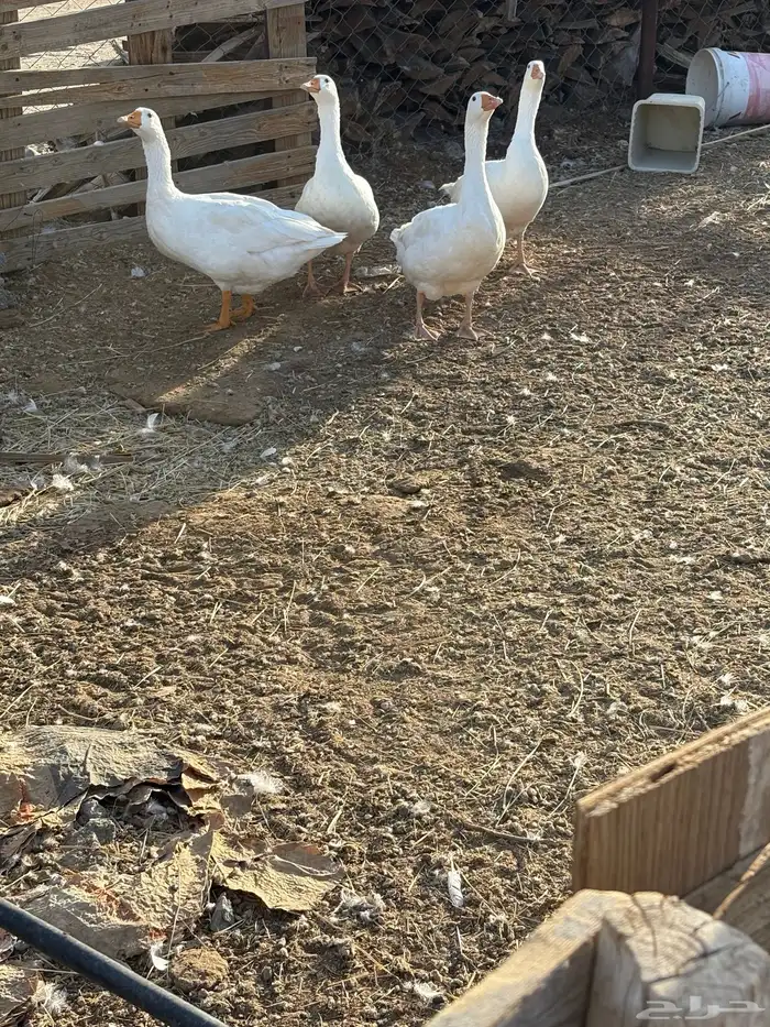بط وز للبيع 4