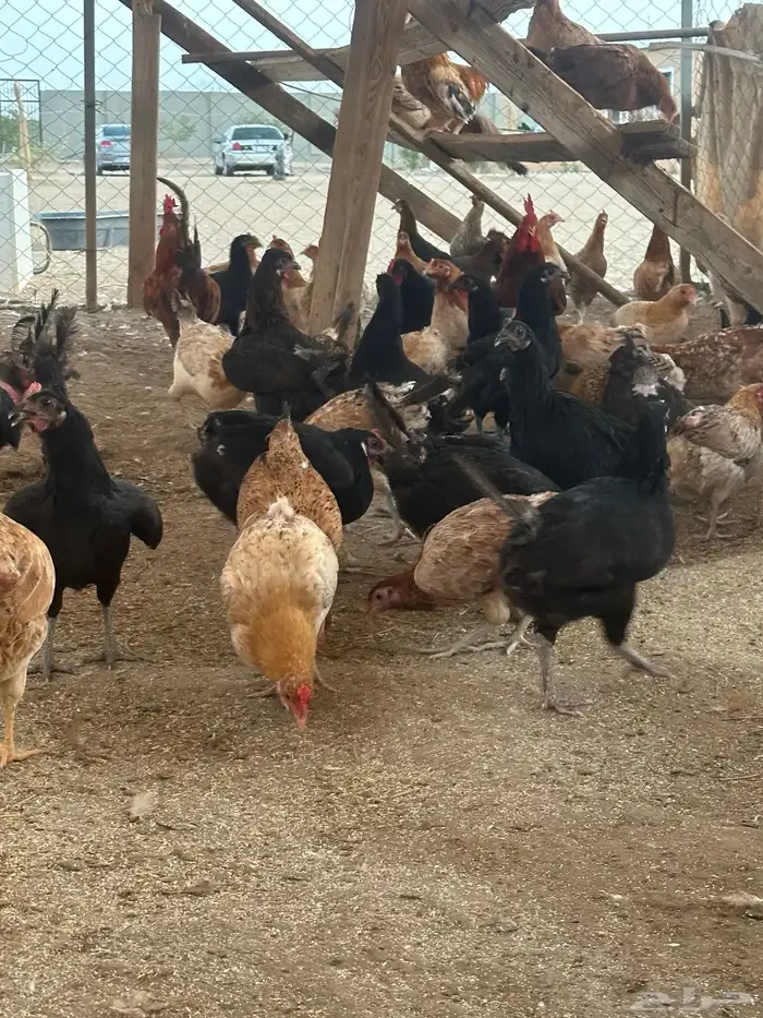 دجاج بلدي بياض 1