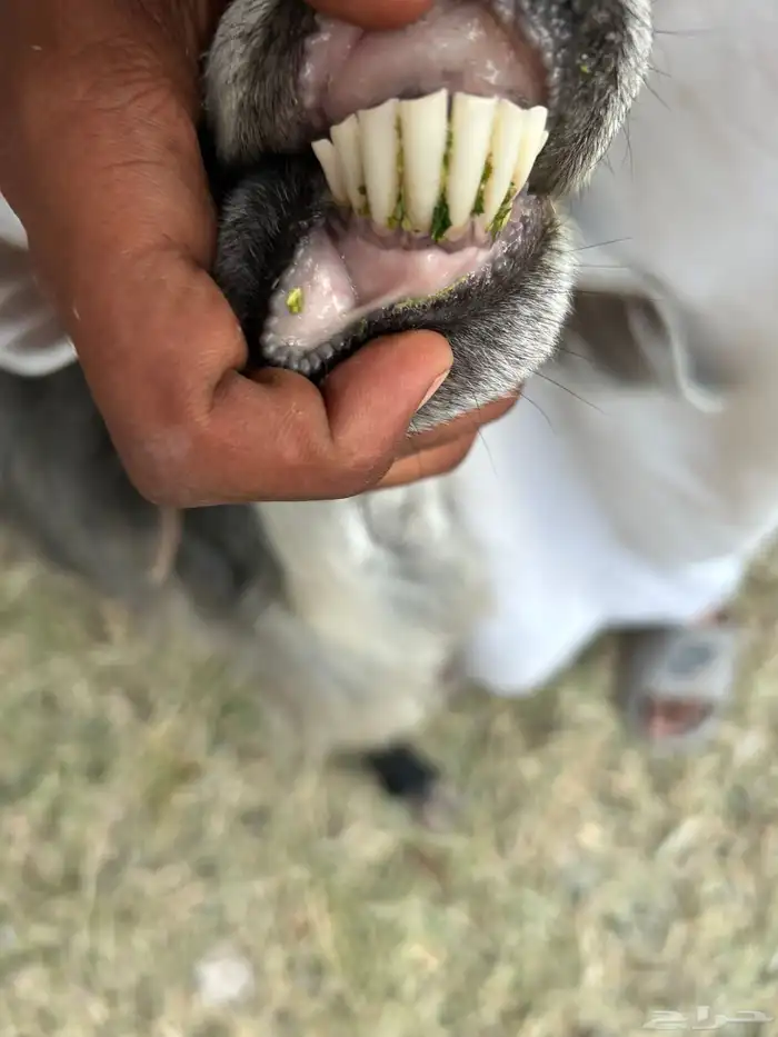 عنز ولد معي تيس 2
