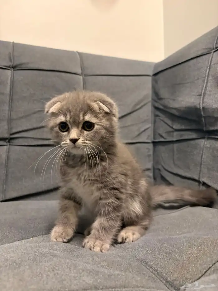 قطط سكوتش فولد للبيع 0