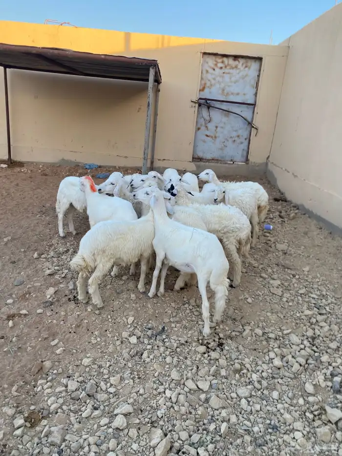 طليان ورخال 1