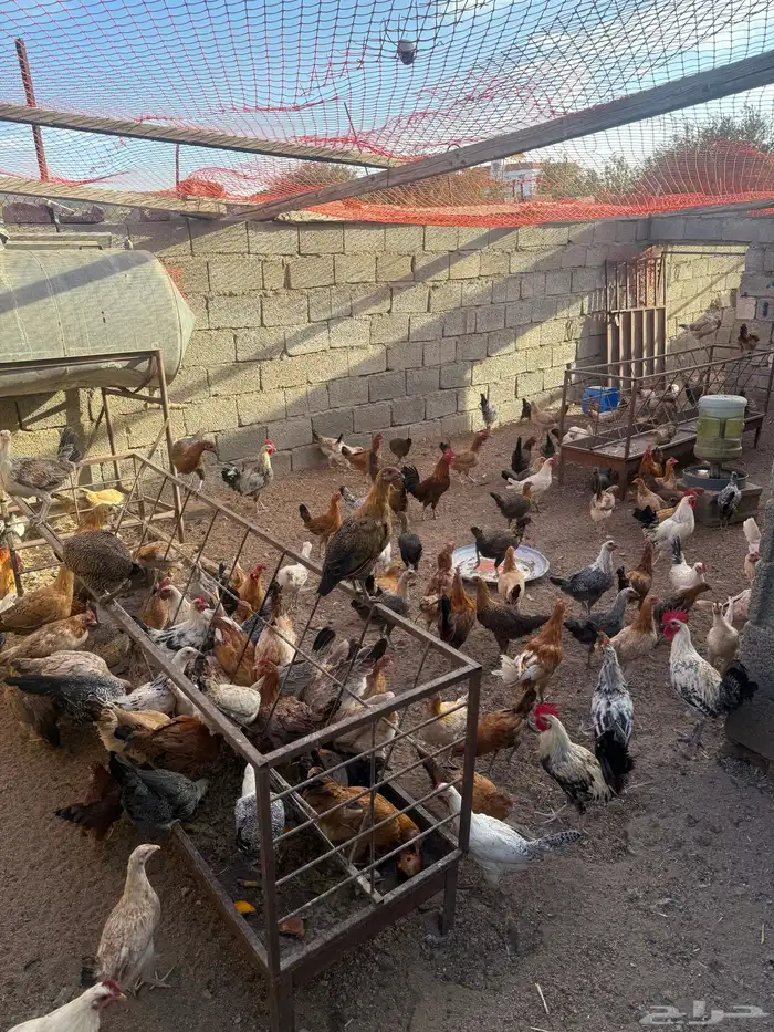 دجاج للبيع فروخ دجاج بلدي وديكة ودجاج كبار 2