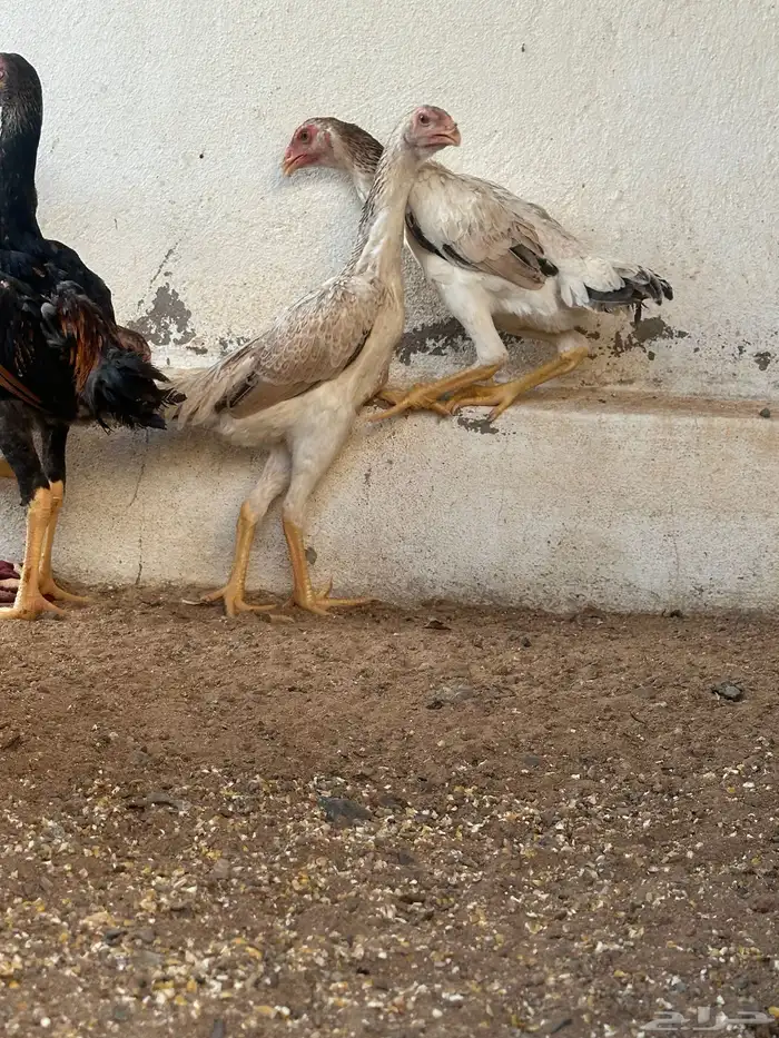 شامو يباني. عمر 5شهور 1