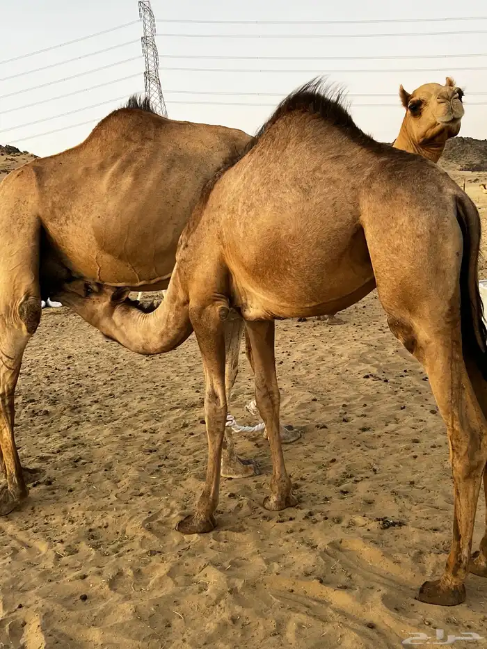 بكره للبيع الحد 7000 من شراء الله يبارك له 0