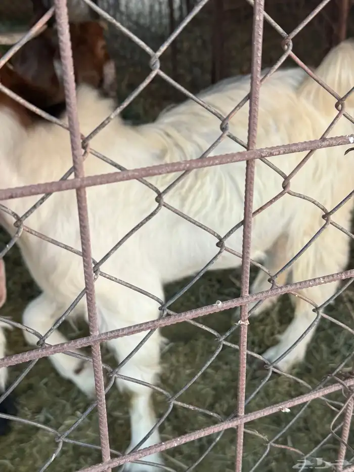 مشروع فحل تيس 4
