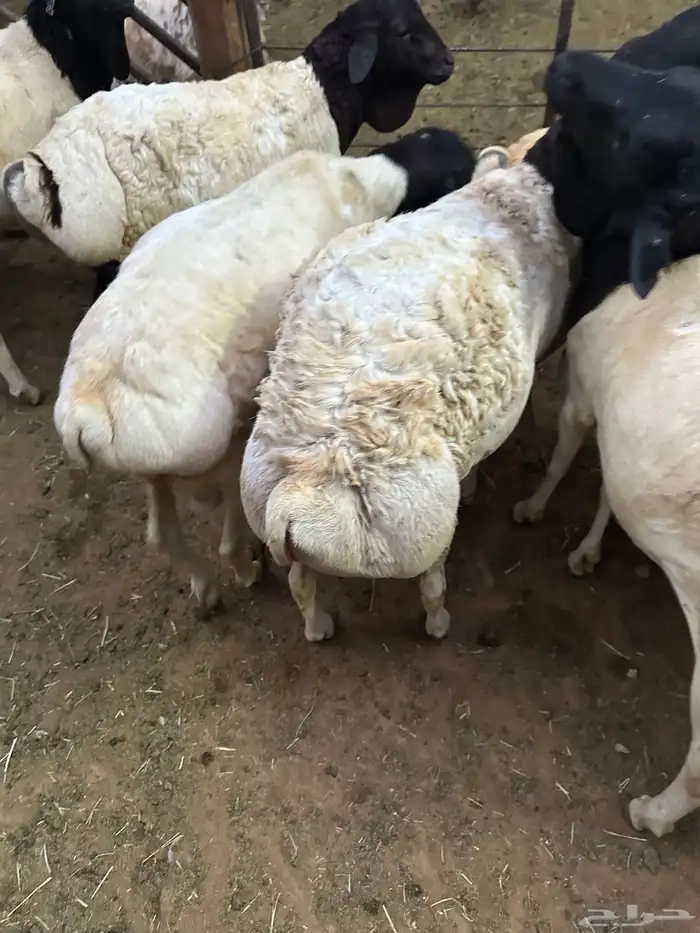 تيوس وبرابر مرابي 17