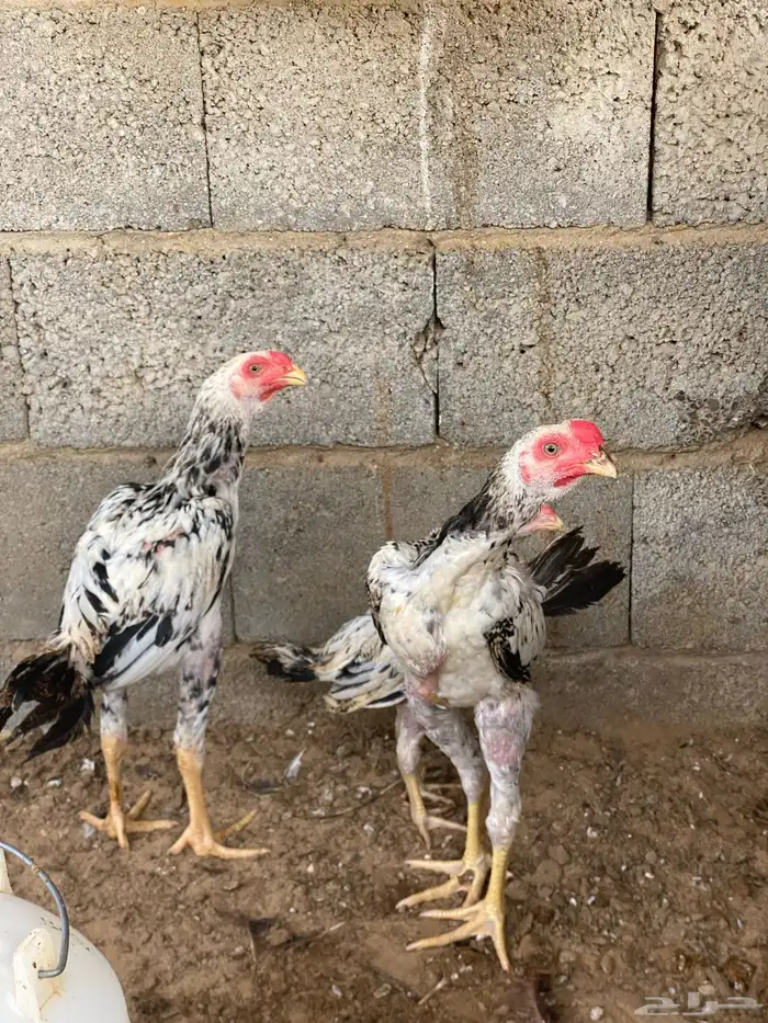 فروخ باكستاني ديوك 1