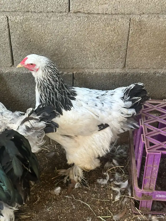 دجاج براهما 1