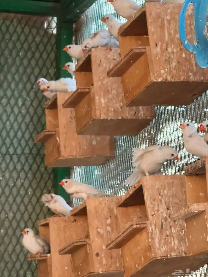 عشة زيبرا ابيض صافي 3