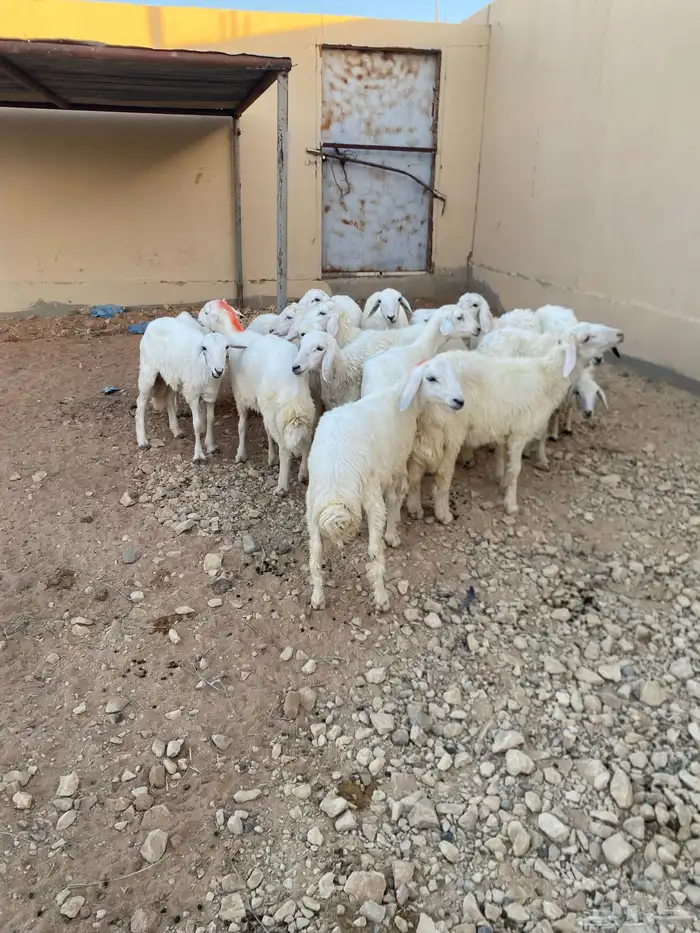طليان ورخال 3