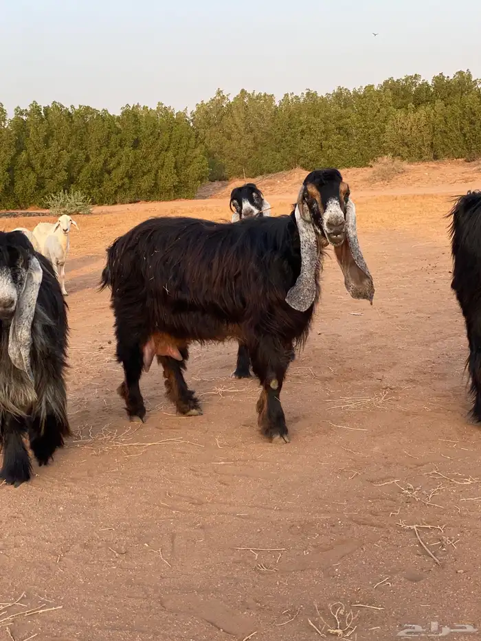 للبيع عنز عارضيه صنف كفو 2