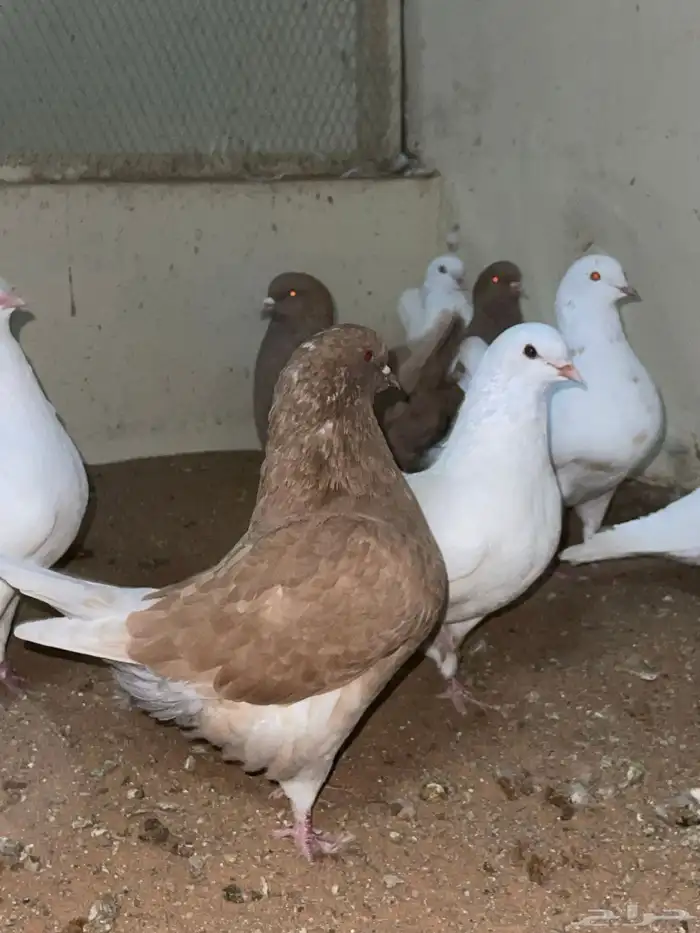 حمام كنق وطقم دجاج رومي 5