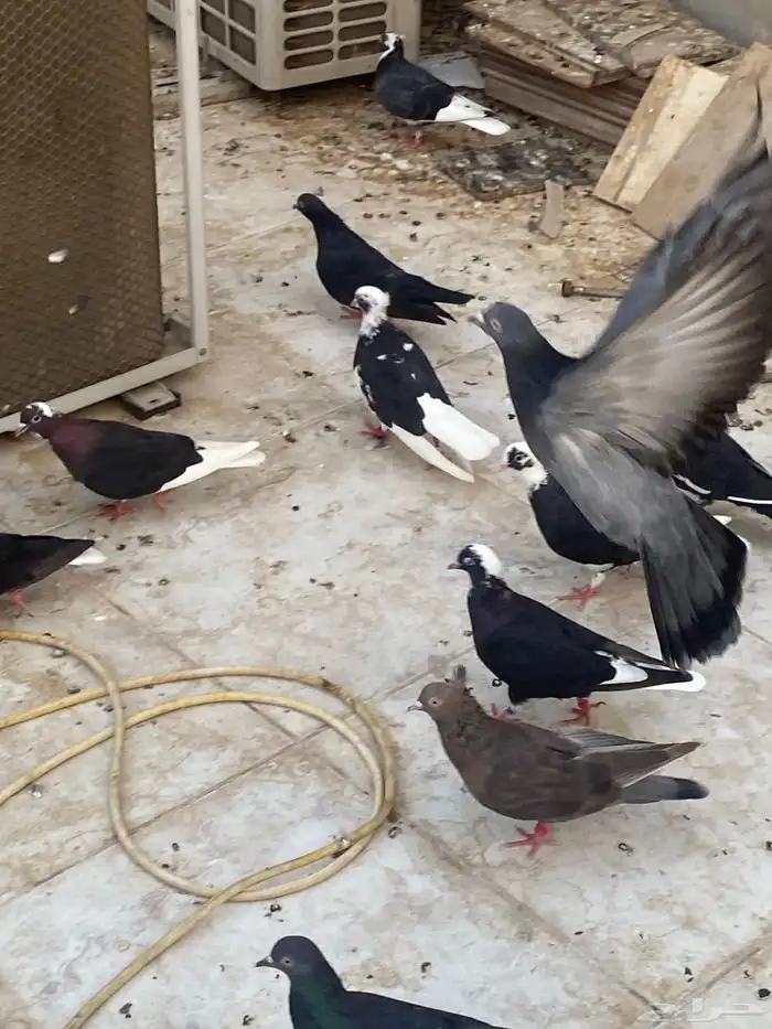 حمام قطيفي   قطايف   قلابي 9