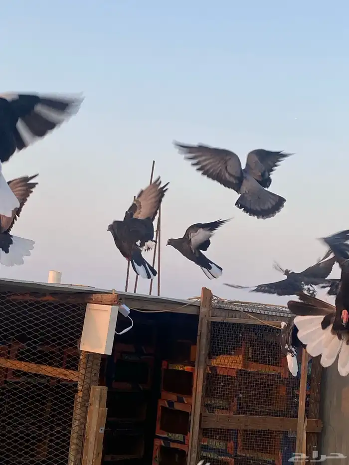 حمام قطيفي   قطايف   قلابي 8