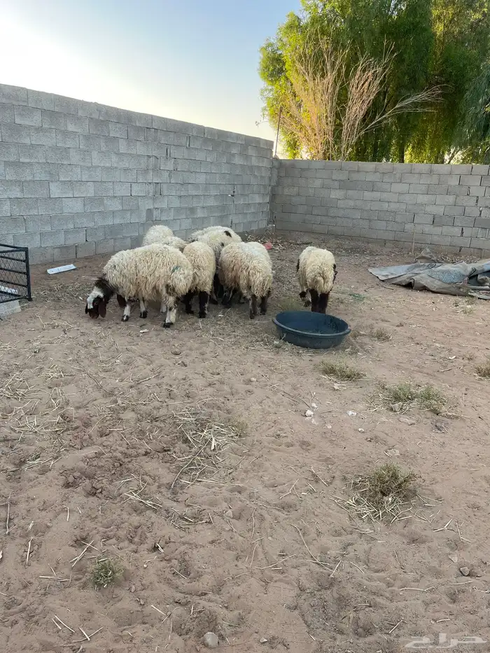 بهم نعيم 2