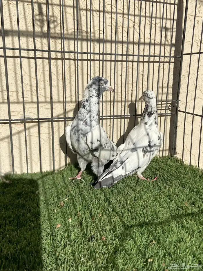 سهران بوري لون مميز 3