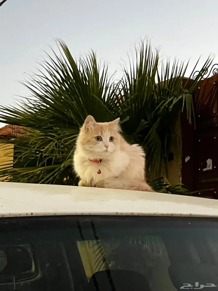 قطة ضايعه 1