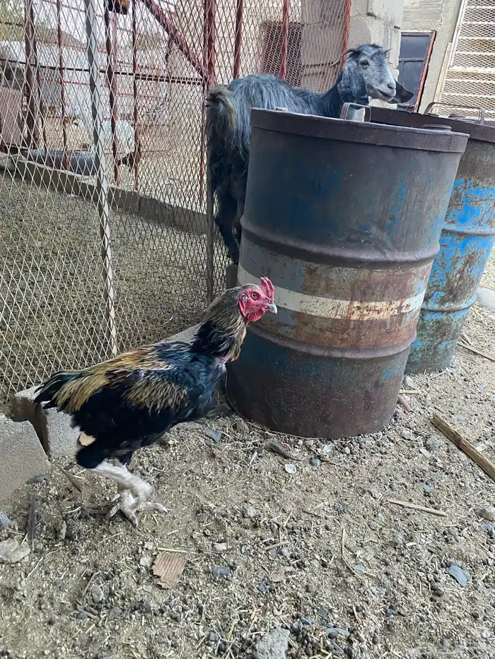 ديك باكستاني مشرووط الموقع بني عمر 1